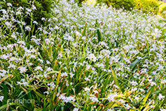 シャガ,しゃが,白紫花,著莪,春,花,お花,フラワー,アヤメ科,帰化植物,射干,ヒオウギアヤメ,射干,やかん,胡蝶花,flower,spring