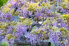 藤の花,ふじ,藤,藤棚,春,フジ,マメ科,フジ属,花,お花,フラワー,はな,咲,紫,藤色,ノダフジ,ヤマフジ,ノフジ,flower,purple,japan,spring