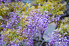 藤の花,ふじ,藤,藤棚,春,フジ,マメ科,フジ属,花,お花,フラワー,はな,咲,紫,藤色,ノダフジ,ヤマフジ,ノフジ,flower,purple,japan,spring