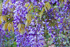 藤の花,ふじ,藤,藤棚,春,フジ,マメ科,フジ属,花,お花,フラワー,はな,咲,紫,藤色,ノダフジ,ヤマフジ,ノフジ,flower,purple,japan,spring