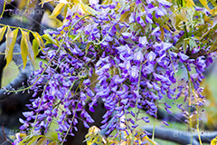 藤の花,ふじ,藤,藤棚,春,フジ,マメ科,フジ属,花,お花,フラワー,はな,咲,紫,藤色,ノダフジ,ヤマフジ,ノフジ,flower,purple,japan,spring