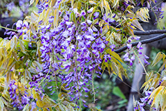 藤の花,ふじ,藤,藤棚,春,フジ,マメ科,フジ属,花,お花,フラワー,はな,咲,紫,藤色,ノダフジ,ヤマフジ,ノフジ,flower,purple,japan,spring