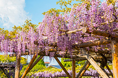 亀戸天神社の藤まつり,藤まつり,藤の花,藤,ふじ,藤棚,藤だな,ふじ棚,紫,春,花,お花,フラワー,亀戸天満神,亀戸天神,亀戸天満宮,東宰府天満宮,神社,参拝,江東区,亀戸,天満宮,菅原道真,学問,天満大自在天神,天菩日命,flower,japan