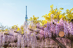 亀戸天神社の藤まつり,藤まつり,藤の花,藤,ふじ,藤棚,藤だな,ふじ棚,紫,春,花,お花,フラワー,亀戸天満神,亀戸天神,亀戸天満宮,東宰府天満宮,神社,参拝,江東区,亀戸,天満宮,菅原道真,学問,天満大自在天神,天菩日命,flower,japan