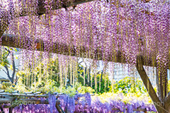 亀戸天神社の藤まつり,藤まつり,藤の花,藤,ふじ,藤棚,藤だな,ふじ棚,紫,春,花,お花,フラワー,亀戸天満神,亀戸天神,亀戸天満宮,東宰府天満宮,神社,参拝,江東区,亀戸,天満宮,菅原道真,学問,天満大自在天神,天菩日命,flower,japan