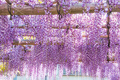 亀戸天神社の藤まつり,藤まつり,藤の花,藤,ふじ,藤棚,藤だな,ふじ棚,紫,春,花,お花,フラワー,亀戸天満神,亀戸天神,亀戸天満宮,東宰府天満宮,神社,参拝,江東区,亀戸,天満宮,菅原道真,学問,天満大自在天神,天菩日命,flower,japan