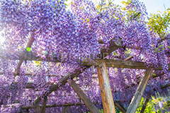 亀戸天神社の藤まつり,藤まつり,藤の花,藤,ふじ,藤棚,藤だな,ふじ棚,紫,春,花,お花,フラワー,亀戸天満神,亀戸天神,亀戸天満宮,東宰府天満宮,神社,参拝,江東区,亀戸,天満宮,菅原道真,学問,天満大自在天神,天菩日命,flower,japan