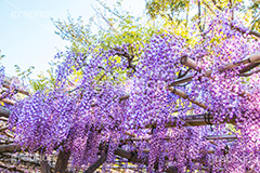 亀戸天神社の藤まつり,藤まつり,藤の花,藤,ふじ,藤棚,藤だな,ふじ棚,紫,春,花,お花,フラワー,亀戸天満神,亀戸天神,亀戸天満宮,東宰府天満宮,神社,参拝,江東区,亀戸,天満宮,菅原道真,学問,天満大自在天神,天菩日命,flower,japan