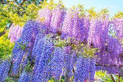 亀戸天神社の藤まつり,藤まつり,藤の花,藤,ふじ,藤棚,藤だな,ふじ棚,紫,春,花,お花,フラワー,亀戸天満神,亀戸天神,亀戸天満宮,東宰府天満宮,神社,参拝,江東区,亀戸,天満宮,菅原道真,学問,天満大自在天神,天菩日命,flower,japan
