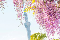 亀戸天神社の藤まつり,藤まつり,藤の花,藤,ふじ,藤棚,藤だな,ふじ棚,紫,春,花,お花,フラワー,亀戸天満神,亀戸天神,亀戸天満宮,東宰府天満宮,神社,参拝,江東区,亀戸,天満宮,菅原道真,学問,天満大自在天神,天菩日命,flower,japan