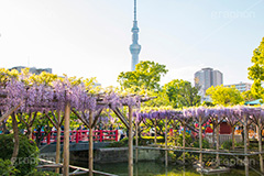 亀戸天神社の藤まつり,藤まつり,藤の花,藤,ふじ,藤棚,藤だな,ふじ棚,紫,春,花,お花,フラワー,亀戸天満神,亀戸天神,亀戸天満宮,東宰府天満宮,神社,参拝,江東区,亀戸,天満宮,菅原道真,学問,天満大自在天神,天菩日命,flower,japan