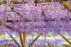亀戸天神社の藤まつり,藤まつり,藤の花,藤,ふじ,藤棚,藤だな,ふじ棚,紫,春,花,お花,フラワー,亀戸天満神,亀戸天神,亀戸天満宮,東宰府天満宮,神社,参拝,江東区,亀戸,天満宮,菅原道真,学問,天満大自在天神,天菩日命,flower,japan