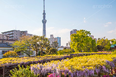 亀戸天神社の藤まつり,藤まつり,藤の花,藤,ふじ,藤棚,藤だな,ふじ棚,紫,春,花,お花,フラワー,亀戸天満神,亀戸天神,亀戸天満宮,東宰府天満宮,神社,参拝,江東区,亀戸,天満宮,菅原道真,学問,天満大自在天神,天菩日命,flower,japan