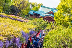亀戸天神社の藤まつり,藤まつり,藤の花,藤,ふじ,藤棚,藤だな,ふじ棚,紫,春,花,お花,フラワー,亀戸天満神,亀戸天神,亀戸天満宮,東宰府天満宮,神社,参拝,江東区,亀戸,天満宮,菅原道真,学問,天満大自在天神,天菩日命,flower,japan