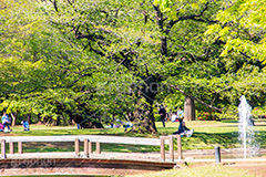 代々木公園,代々木,公園,渋谷,原宿,渋谷区,自然,草木,大きな木,樹木,憩い,park,tokyo,噴水,橋