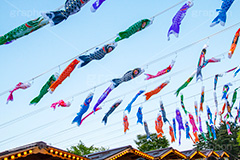 スカイツリータウンの鯉のぼり,こいのぼり,鯉のぼり,5月5日,端午,節句,こどもの日,子供の日,こども,子供,男の子,スカイツリー,スカイツリータウン,skytree,event,kids,japan,和,文化,風習,行事,634匹,埼玉県,加須市,墨田区,押上,フェスティバル,festival,tower,タワー,solamachi,なびく