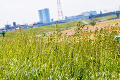 江戸川河川敷,江戸川,河川,河川敷,グラウンド,スポーツ,一級河川,歩道,散歩,ハイキング,ウォーキング,ランニング,hiking,walking,sports,running,ground,草むら,雑草,葛飾区,江戸川区