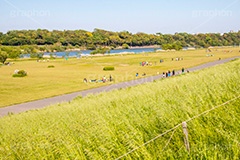 江戸川河川敷,江戸川,河川,河川敷,グラウンド,スポーツ,一級河川,歩道,散歩,ハイキング,ウォーキング,ランニング,hiking,walking,sports,running,ground,草むら,雑草,葛飾区,江戸川区