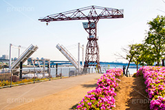 春の豊洲港,春,つつじ,ツツジ,豊洲港,豊洲,港,海,江東区,東京湾,豊洲運河,船着場,跳ね橋,船,クレーン,sea,spring