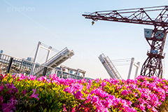 春の豊洲港,春,つつじ,ツツジ,豊洲港,豊洲,港,海,江東区,東京湾,豊洲運河,船着場,跳ね橋,船,クレーン,sea,spring