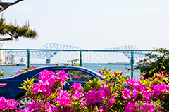 金網越しの東京ゲートブリッジ,金網,柵,東京ゲートブリッジ,ゲート,ブリッジ,橋,東京湾,Tokyo Gate Bridge,bridge,江東区,恐竜橋,東京港臨海道路,若洲,大田区,春,ツツジ,つつじ,新木場