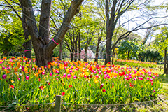 春の夢の島公園,春,チューリップ,夢の島公園,公園,夢の島,人工島,東京湾,江東区,埋立地,埋め立て,park,tulip,flower,spring,花,お花,フラワー,自然,散歩,新木場