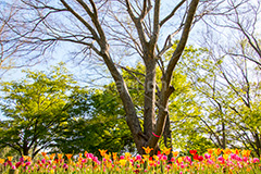 春の夢の島公園,春,チューリップ,夢の島公園,公園,夢の島,人工島,東京湾,江東区,埋立地,埋め立て,park,tulip,flower,spring,花,お花,フラワー,自然,散歩,新木場