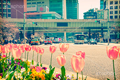 日本橋の花壇,トイカメラ撮影,トイカメラ,ヴィンテージ,ビンテージ,レトロ,お洒落,おしゃれ,オシャレ,味わい,トンネル効果