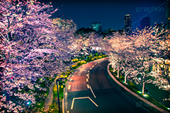 ミッドタウンの桜,トイカメラ撮影,トイカメラ,ヴィンテージ,ビンテージ,レトロ,お洒落,おしゃれ,オシャレ,味わい,トンネル効果