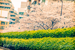 明治通りの桜,トイカメラ撮影,トイカメラ,ヴィンテージ,ビンテージ,レトロ,お洒落,おしゃれ,オシャレ,味わい,トンネル効果