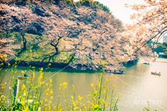 千鳥ヶ淵緑道の桜,トイカメラ撮影,トイカメラ,ヴィンテージ,ビンテージ,レトロ,お洒落,おしゃれ,オシャレ,味わい,トンネル効果