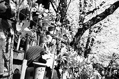 千躰子育地蔵尊,モノクロ,白黒,しろくろ,モノクローム,単色画,単彩画,単色