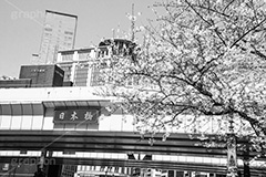 日本橋のさくら,モノクロ,白黒,しろくろ,モノクローム,単色画,単彩画,単色