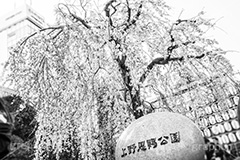 上野公園のさくら,モノクロ,白黒,しろくろ,モノクローム,単色画,単彩画,単色