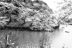 千鳥ヶ淵緑道のさくら,モノクロ,白黒,しろくろ,モノクローム,単色画,単彩画,単色
