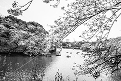 千鳥ヶ淵緑道のさくら,モノクロ,白黒,しろくろ,モノクローム,単色画,単彩画,単色