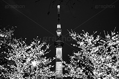 スカイツリーとさくら,モノクロ,白黒,しろくろ,モノクローム,単色画,単彩画,単色,tower,japan,タワー