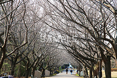 公園,こうえん,緑道,冬,並木,散歩,さんぽ,枯れ木,パーク,park