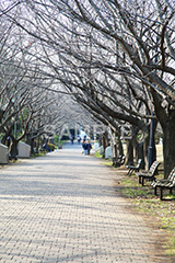 公園,こうえん,緑道,冬,並木,散歩,さんぽ,枯れ木,パーク,park
