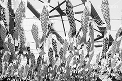 端午の節句,モノクロ,白黒,しろくろ,モノクローム,単色画,単彩画,単色