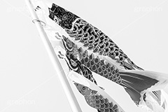 端午の節句,モノクロ,白黒,しろくろ,モノクローム,単色画,単彩画,単色