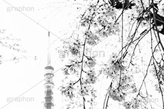 増上寺の枝垂桜,モノクロ,白黒,しろくろ,モノクローム,単色画,単彩画,単色
