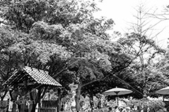 横浜公園の日本庭園,モノクロ,白黒,しろくろ,モノクローム,単色画,単彩画,単色
