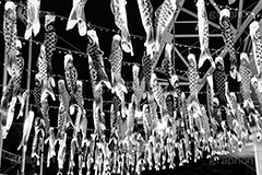 東京タワーの鯉のぼり,モノクロ,白黒,しろくろ,モノクローム,単色画,単彩画,単色