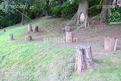 公園,こうえん,休憩,切り株,きりかぶ,椅子,散歩,さんぽ,パーク,park