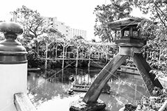 亀戸天神社,モノクロ,白黒,しろくろ,モノクローム,単色画,単彩画,単色