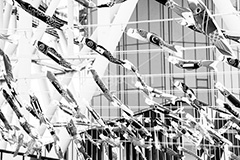 スカイツリーのこいのぼり,モノクロ,白黒,しろくろ,モノクローム,単色画,単彩画,単色