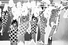 スカイツリーのこいのぼり,モノクロ,白黒,しろくろ,モノクローム,単色画,単彩画,単色
