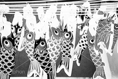 スカイツリーのこいのぼり,モノクロ,白黒,しろくろ,モノクローム,単色画,単彩画,単色
