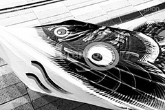 スカイツリーのこいのぼり,モノクロ,白黒,しろくろ,モノクローム,単色画,単彩画,単色